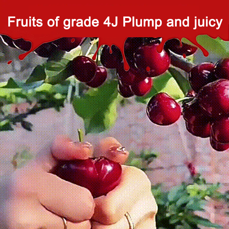 ✨ For the Price of a Few Burgers: Harvest Giant, 4J-Grade Cherries Right from Your Balcony. Beginner-Proof & Fast-Growing! ✨