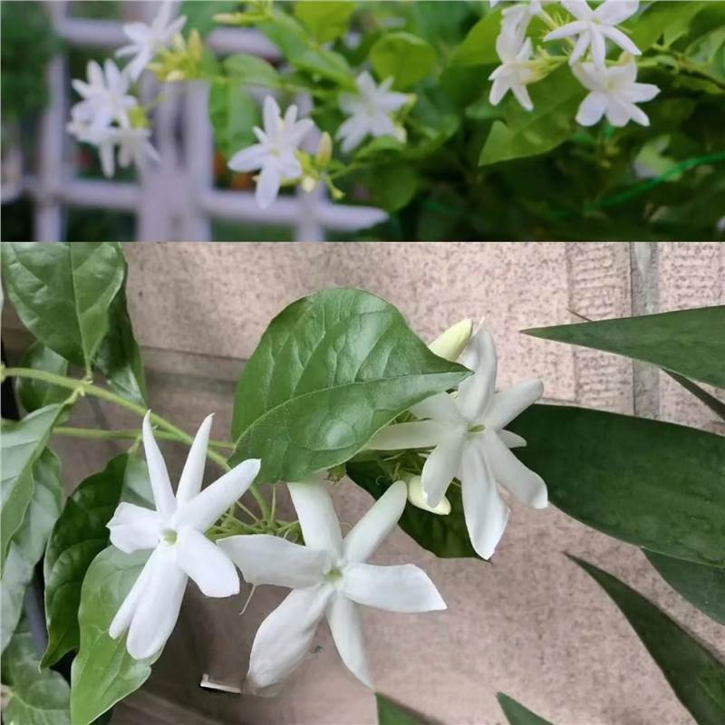 For the price of a few burgers 🍔 turn your backyard into a fragrant flower waterfall—Blooms in 60 days, survives -20°F winters & 99% germination guaranteed! ✨