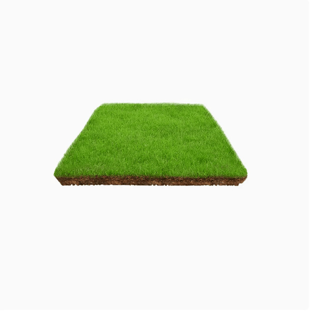 ⛳【7-Day Sprout & 45-Day Full Lawn】 German Hybrid "Velvet" Grass | Pet-Friendly & High-Durability Golf-Course Quality ✨