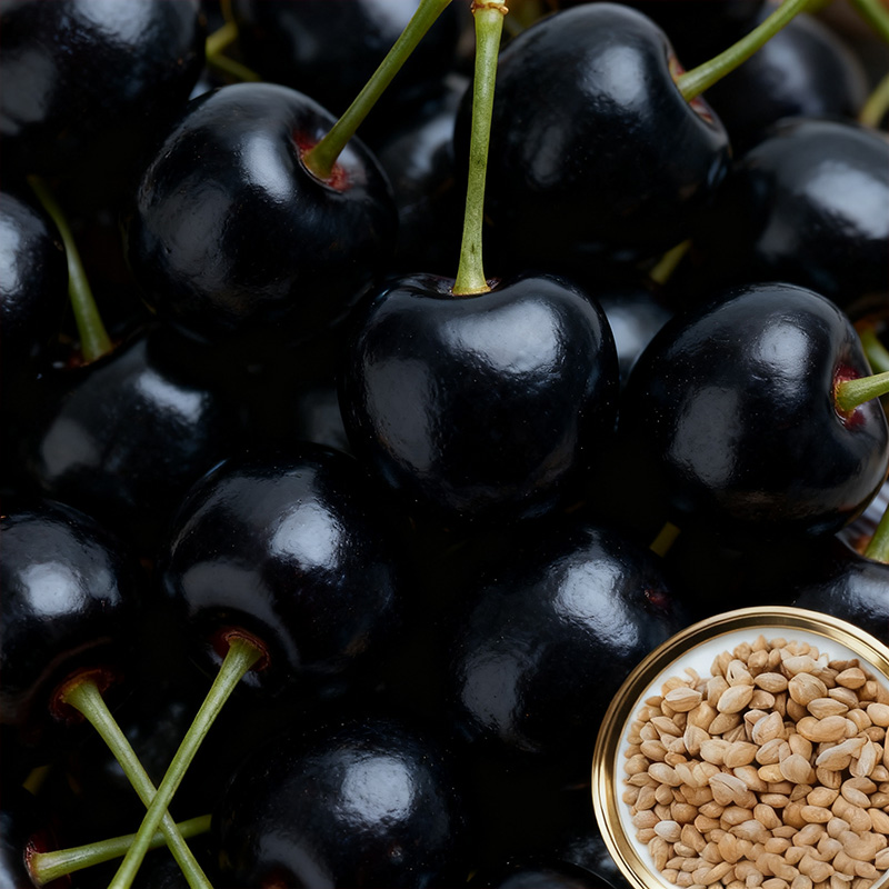 ✨<Harvest 110 lbs per Tree> Rare German "Ruby Wonder" Cherry: Grow Ping-Pong Sized, Honey-Sweet Fruits in Any Soil! ✨