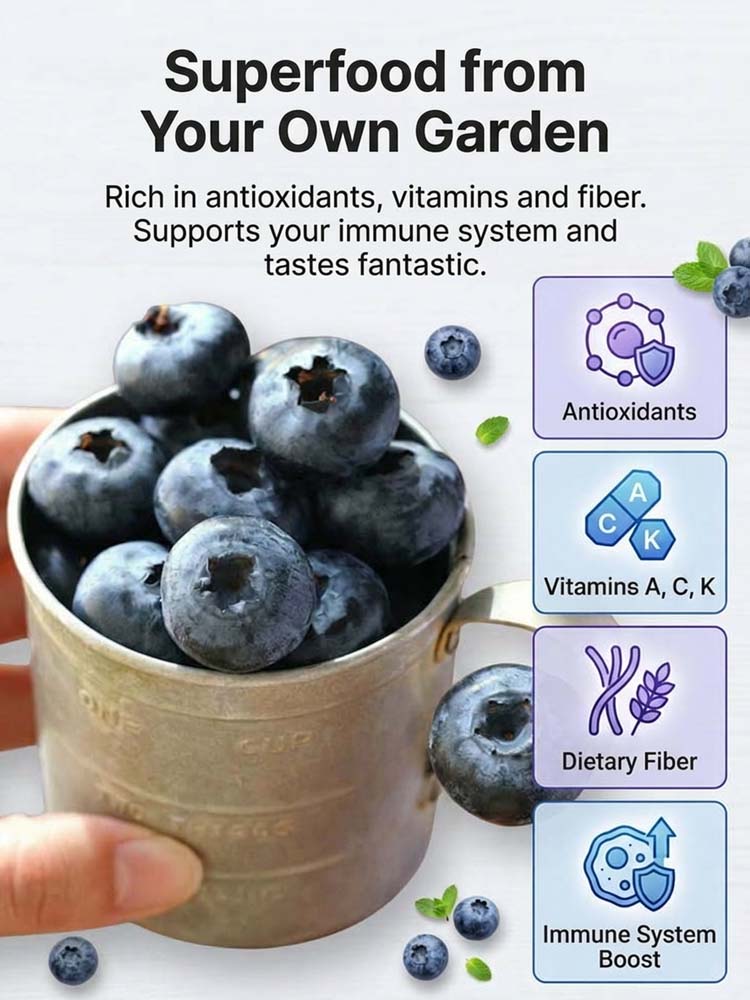 🫐【25mm Giant Fruit & 37lb Yield】 Duke Super-Factory | Fast-Growing Anti-Aging Superfood with "Black-Thumb" Hardy Roots ✨