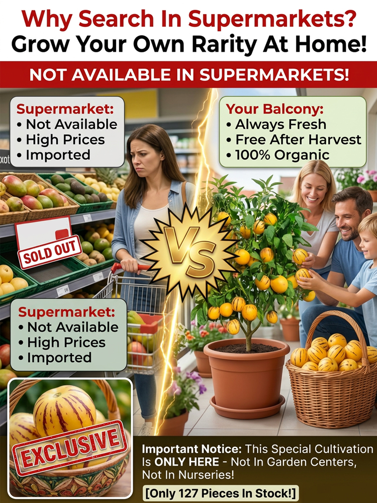✨ [Spring Limited: Only 20 Days] Rare "Milk Flavor" Golden Fruit Seeds—99% Survival Rate & Harvest in 100 Days! ✨