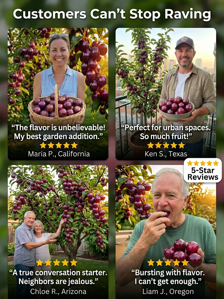 🍒 <Harvest in Just 60 Days> Giant Red-Flesh Cherry-Plum Hybrid—30% Sugar & Grows like a Wildflower! 🍒