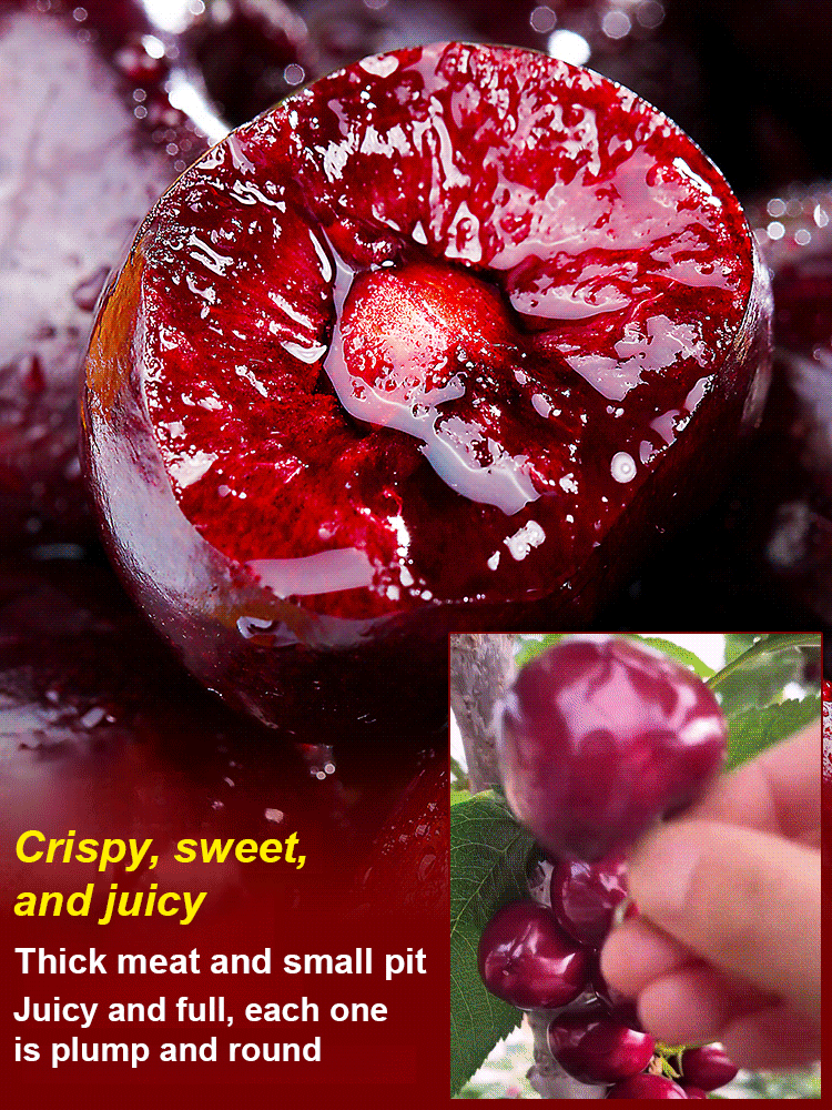 ✨ [One Meal 🍔 = 6 Trees] Get German-engineered jumbo cherry trees that fruit in 60 days with a 10X refund guarantee! 🍒 ✨