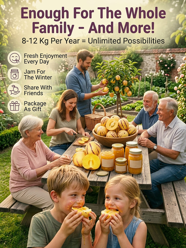 ✨ [Spring Limited: Only 20 Days] Rare "Milk Flavor" Golden Fruit Seeds—99% Survival Rate & Harvest in 100 Days! ✨