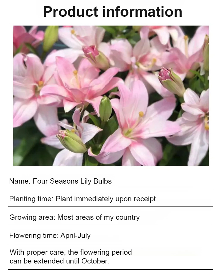 翻译件-JS-四季开花百合花球根-1261140-系统_16.jpg