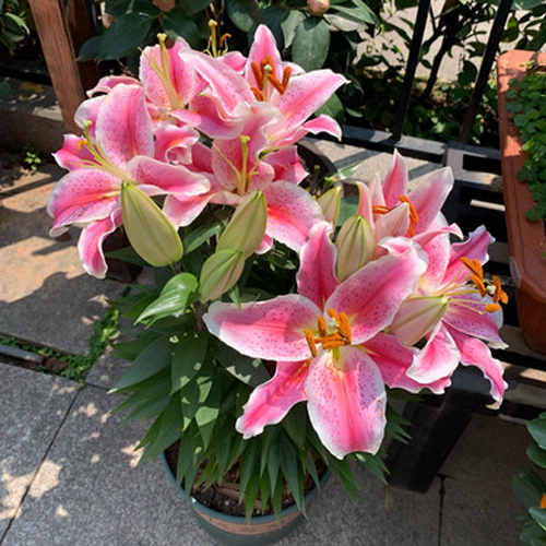 🌸 [Fragrance Queen] Stop buying chemical air fresheners andgrow a stunning 30-day fragrant flower wall with our hardy North African giant lily bulbs - Buy 5 Get 5 FREE! ✨