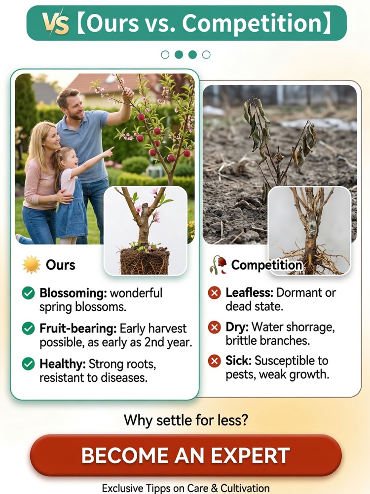 🍑<Harvest 50 lbs per Sapling in 2 Months> German-Bred Royal Blood Peach: Easy-to-Grow Ruby-Red Peaches in Any Soil! 🍑