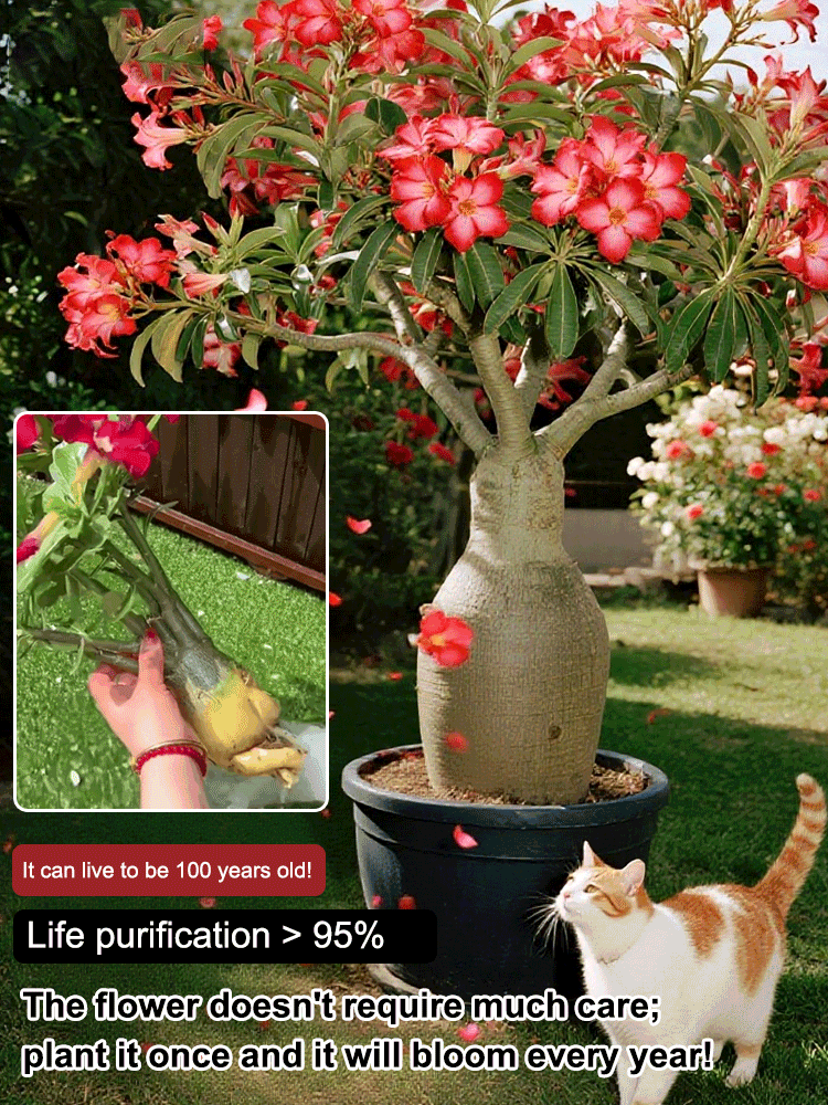 🌟 For the price of a single meal 🍔, get this "Unkillable" German Desert Rose—blooms 200+ days with zero maintenance✨