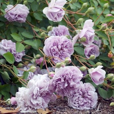 ✨ For the Price of a Few Burgers: Turn Boring Walls into Fragrant, Lush Flower Masterpieces in Weeks. Beginner-Proof & Easy to Grow✨