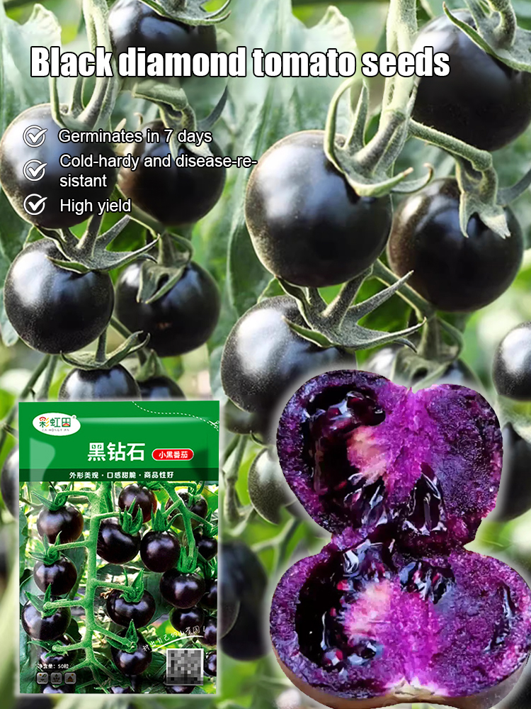 🍅 Get "Black Pearl" Super-Antioxidant Tomatoes for the Price of a Salad! Yale-Developed Rare Hybrid—Grows 50x Healthier than Blueberries in Any Soil. 🍅