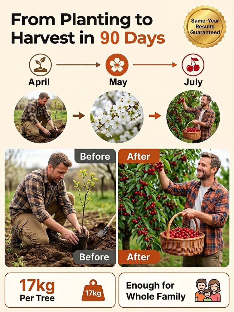 🍒 <Harvest in Just 60 Days> Giant Seedless Cherry Trees—30% Sugar Content & Grows like a Wildflower! 🍒