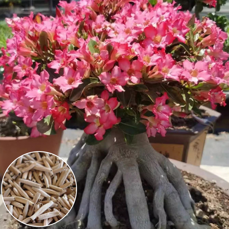 🌟 For the price of a single meal 🍔, get this "Unkillable" German Desert Rose—blooms 200+ days with zero maintenance✨