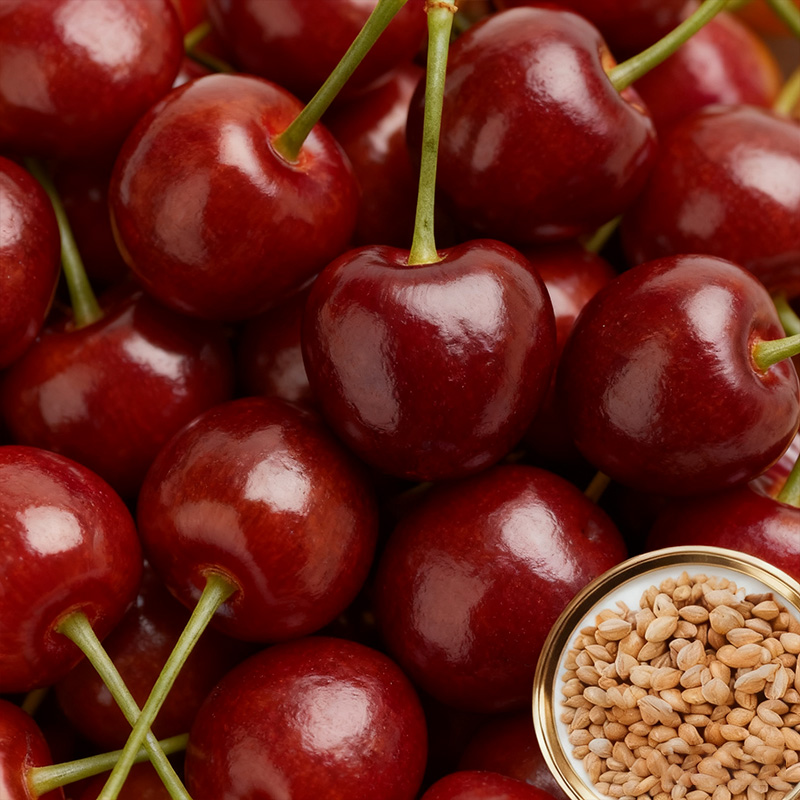 ✨<Harvest 110 lbs per Tree> Rare German "Ruby Wonder" Cherry: Grow Ping-Pong Sized, Honey-Sweet Fruits in Any Soil! ✨