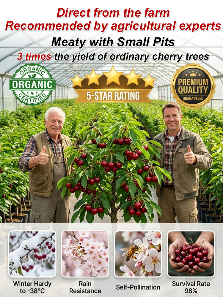 🍒 <Harvest in Just 60 Days> Giant Seedless Cherry Trees—30% Sugar Content & Grows like a Wildflower! 🍒