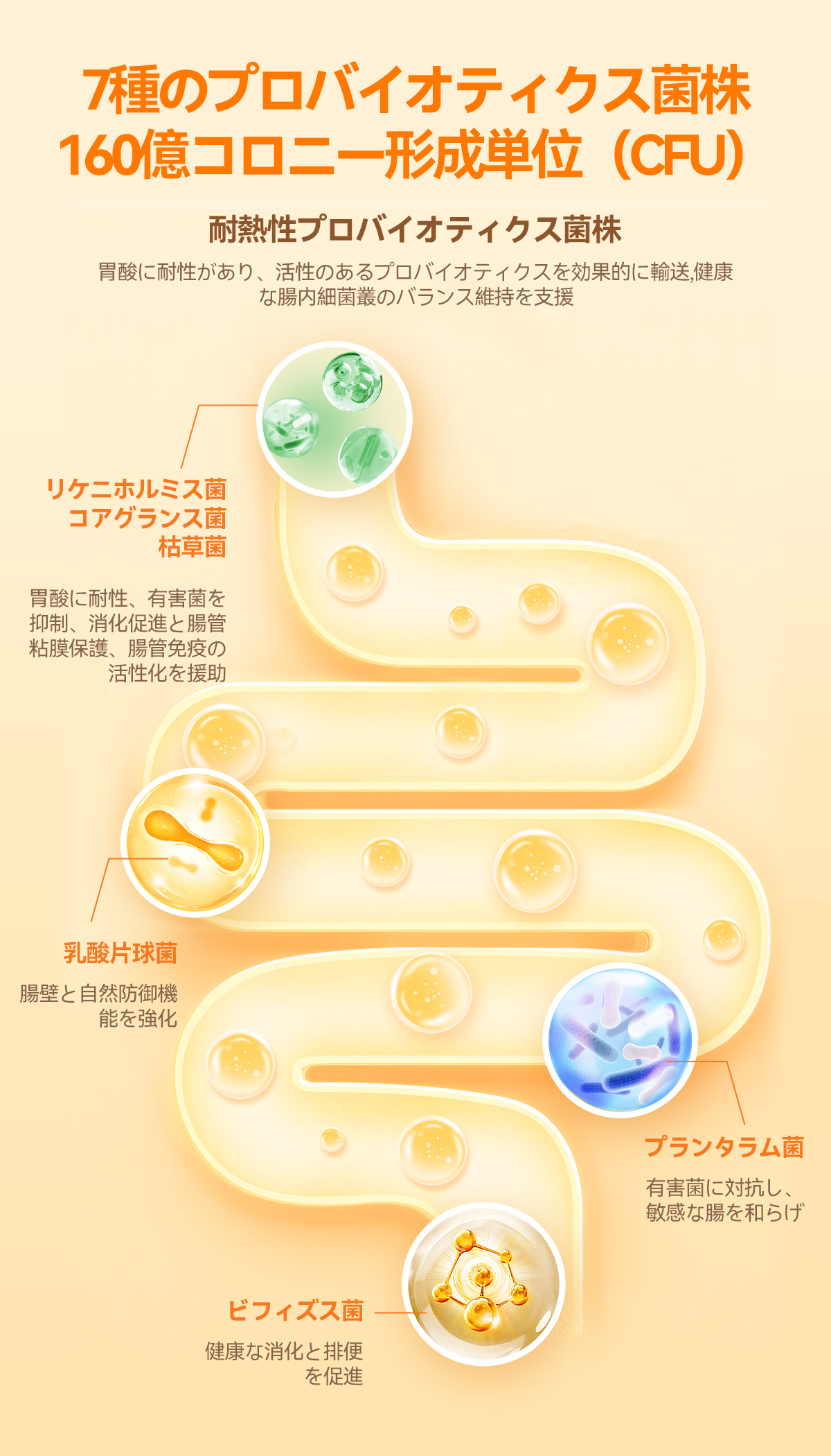 プアインタ活性プロバイオティクス パウダー