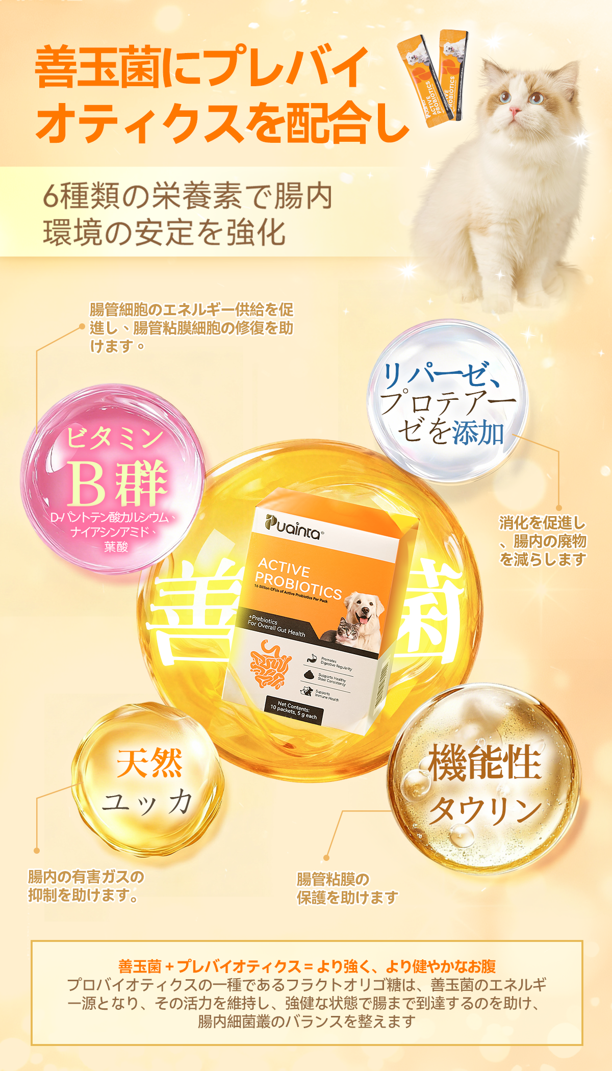 プアインタ活性プロバイオティクス パウダー