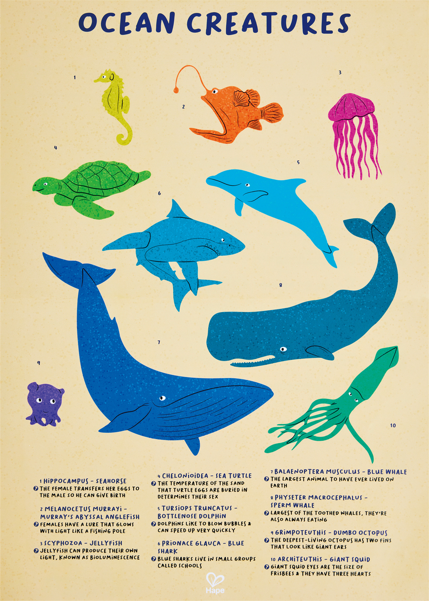 Hape 座頭鯨炫彩地板拼圖200 片 (8-12 歲)