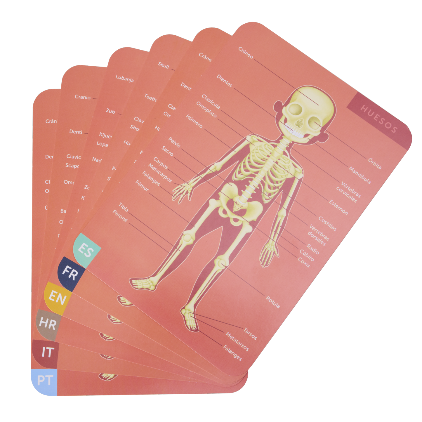 Eurekakid 人體磁性拼圖 100 件 (7 歲以上)