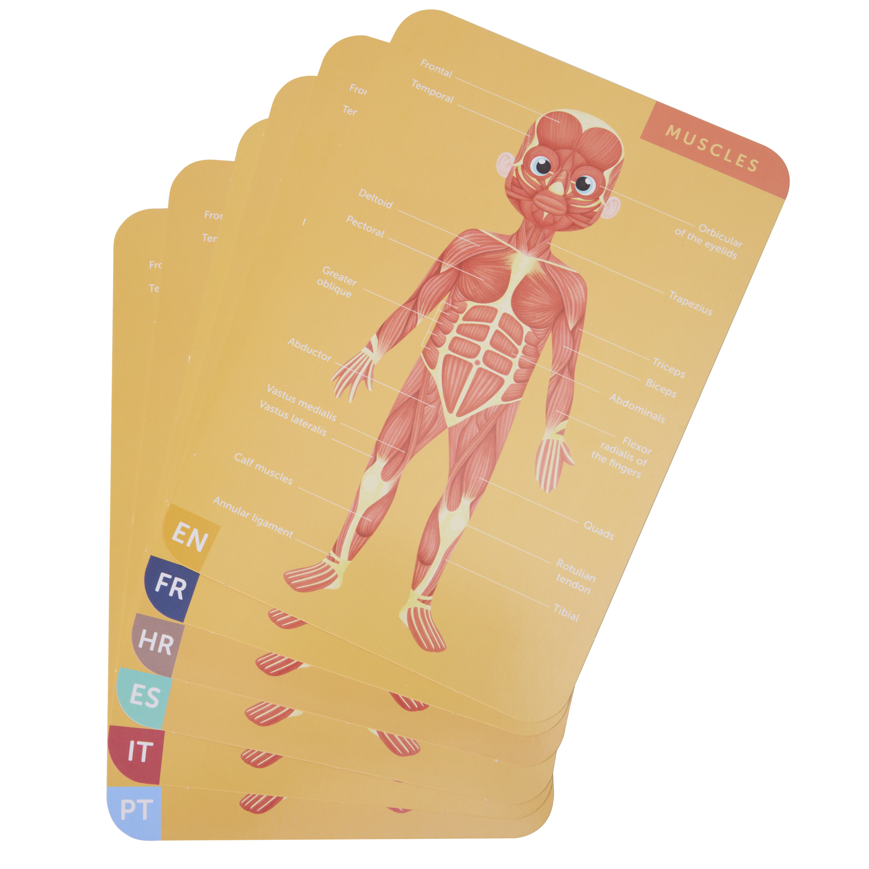 Eurekakid 人體磁性拼圖 100 件 (7 歲以上)