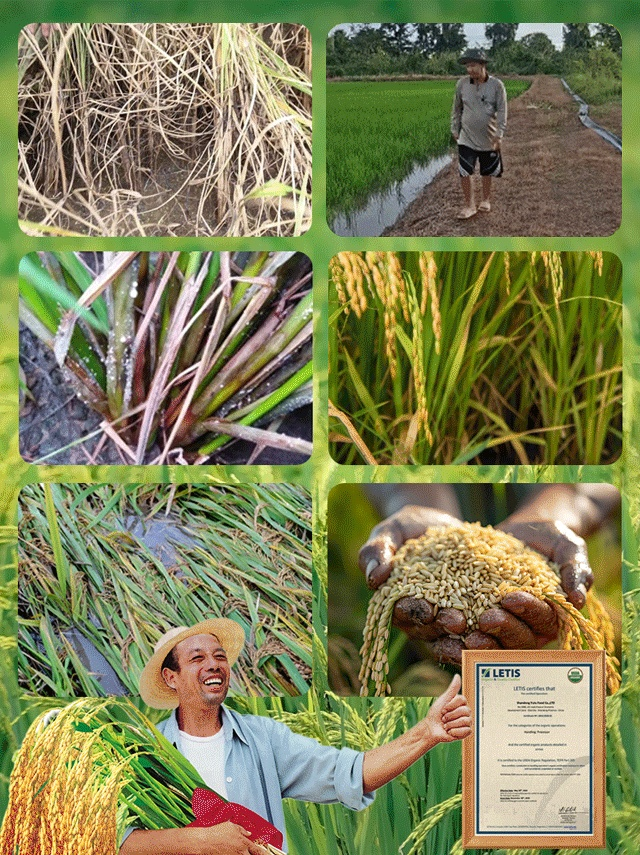 ใบไม้เหลืองกลับเขียว รักษาใบไม้เขียวด้วยการเติมปุ๋ยแมกนีเซียมอย่างรวดเร็ว🌾 การเติมแมกนีเซียมอย่างรวดเร็ว – แก้ปัญหาการขาดแมกนีเซียมของพืชได้อย่างรวดเร็วและมีประสิทธิภาพ ใบไม้กลับมาเขียวชอุ่ม