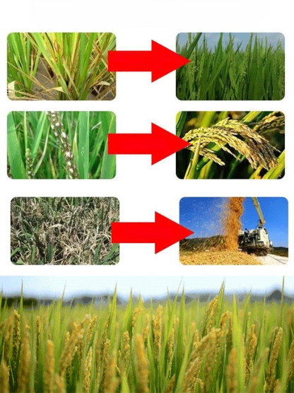 ใบไม้เหลืองกลับเขียว รักษาใบไม้เขียวด้วยการเติมปุ๋ยแมกนีเซียมอย่างรวดเร็ว🌾 การเติมแมกนีเซียมอย่างรวดเร็ว – แก้ปัญหาการขาดแมกนีเซียมของพืชได้อย่างรวดเร็วและมีประสิทธิภาพ ใบไม้กลับมาเขียวชอุ่ม