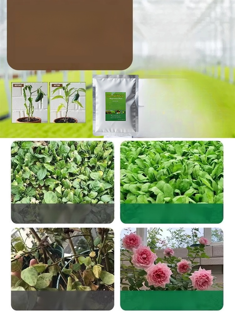 ใบไม้เหลืองกลับเขียว รักษาใบไม้เขียวด้วยการเติมปุ๋ยแมกนีเซียมอย่างรวดเร็ว🌾 การเติมแมกนีเซียมอย่างรวดเร็ว – แก้ปัญหาการขาดแมกนีเซียมของพืชได้อย่างรวดเร็วและมีประสิทธิภาพ ใบไม้กลับมาเขียวชอุ่ม