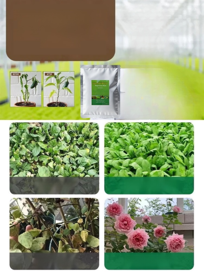 ใบไม้เหลืองกลับเขียว รักษาใบไม้เขียวด้วยการเติมปุ๋ยแมกนีเซียมอย่างรวดเร็ว🌾 การเติมแมกนีเซียมอย่างรวดเร็ว – แก้ปัญหาการขาดแมกนีเซียมของพืชได้อย่างรวดเร็วและมีประสิทธิภาพ ใบไม้กลับมาเขียวชอุ่ม