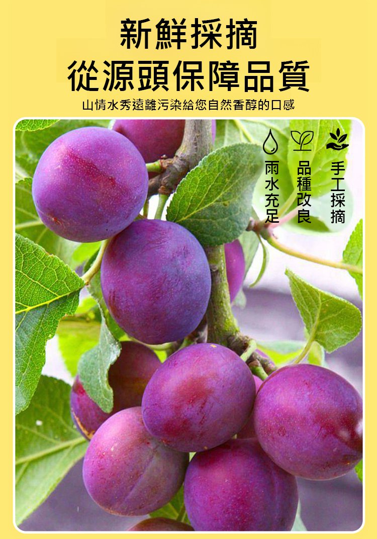 翻译件-HFH-无糖酸甜爽口李子干果脯-1288343-系统_22.jpg