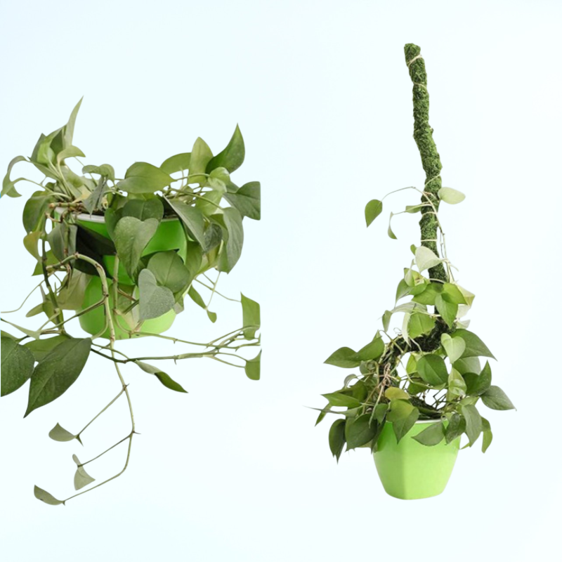 ขาตั้งไม้เลื้อยแบบโค้งงอได้ อุปกรณ์ทำสวน