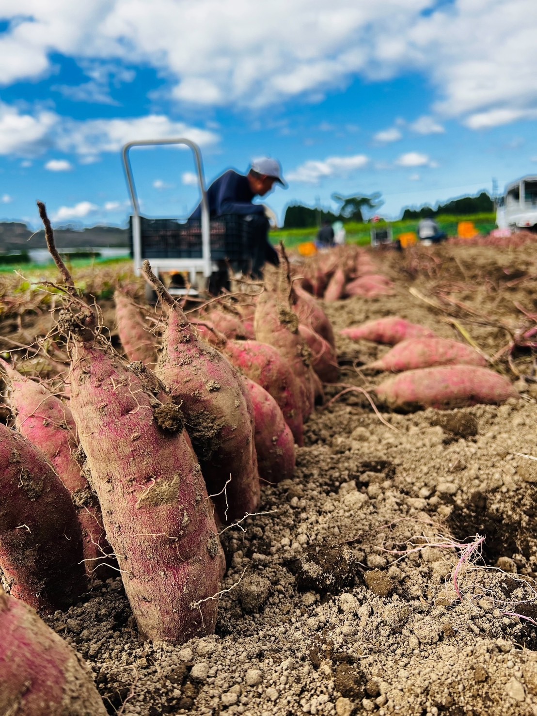 地瓜糙米粥 ３入