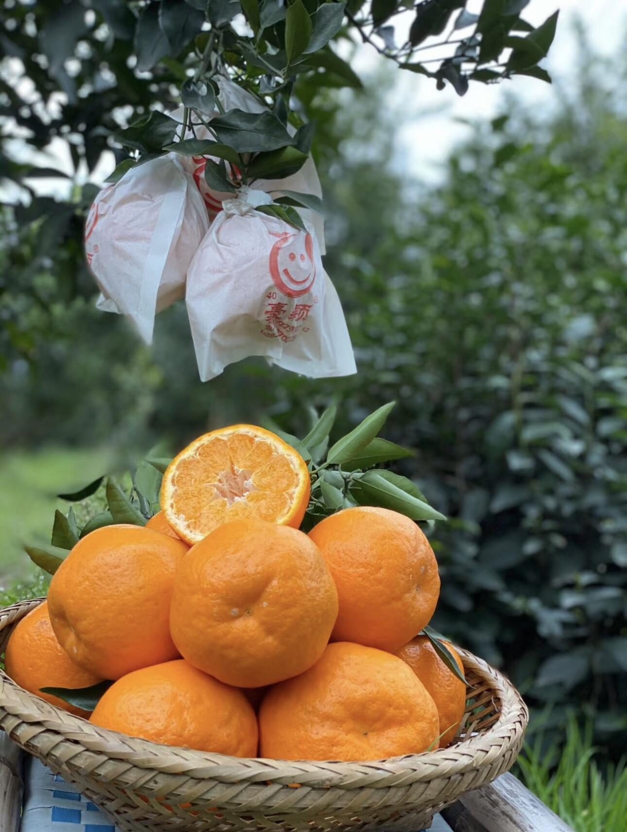 High quality PAPAGAN mandarins from China