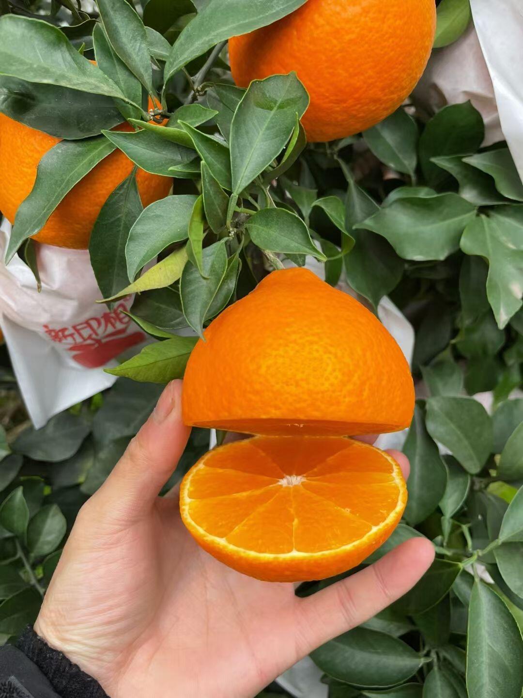 High quality Ehime No. 38 jelly orange made in China