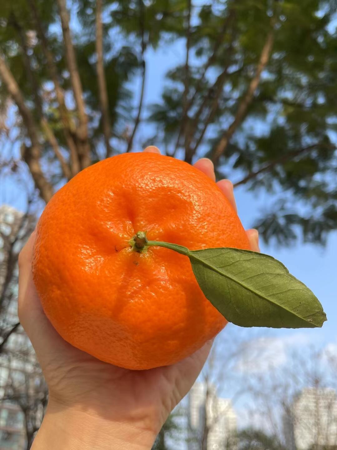 High quality Ganping Mandarins from China