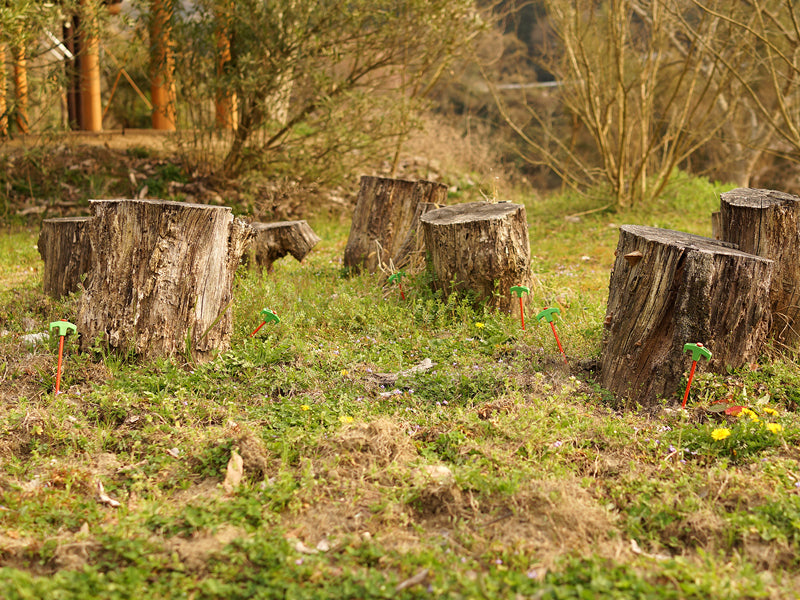 DoD Carrot Peg-Goritta Works Sdn. Bhd. 202501017603 (1619017-X)