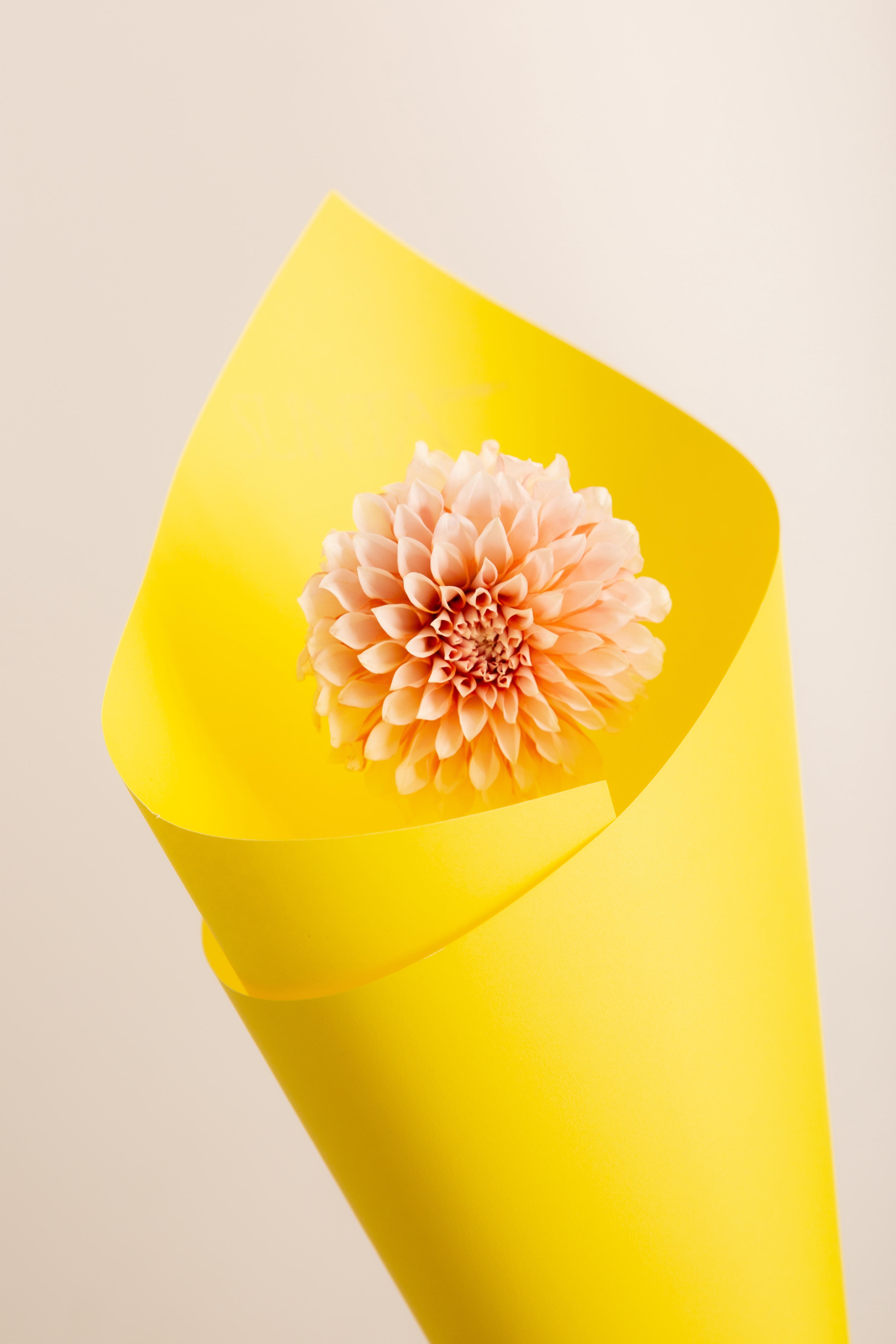 Warm Yellow Pink Fluff