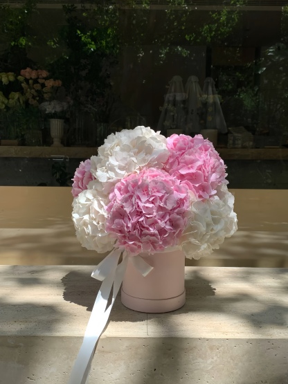 Pink White Hydrangea Whisper