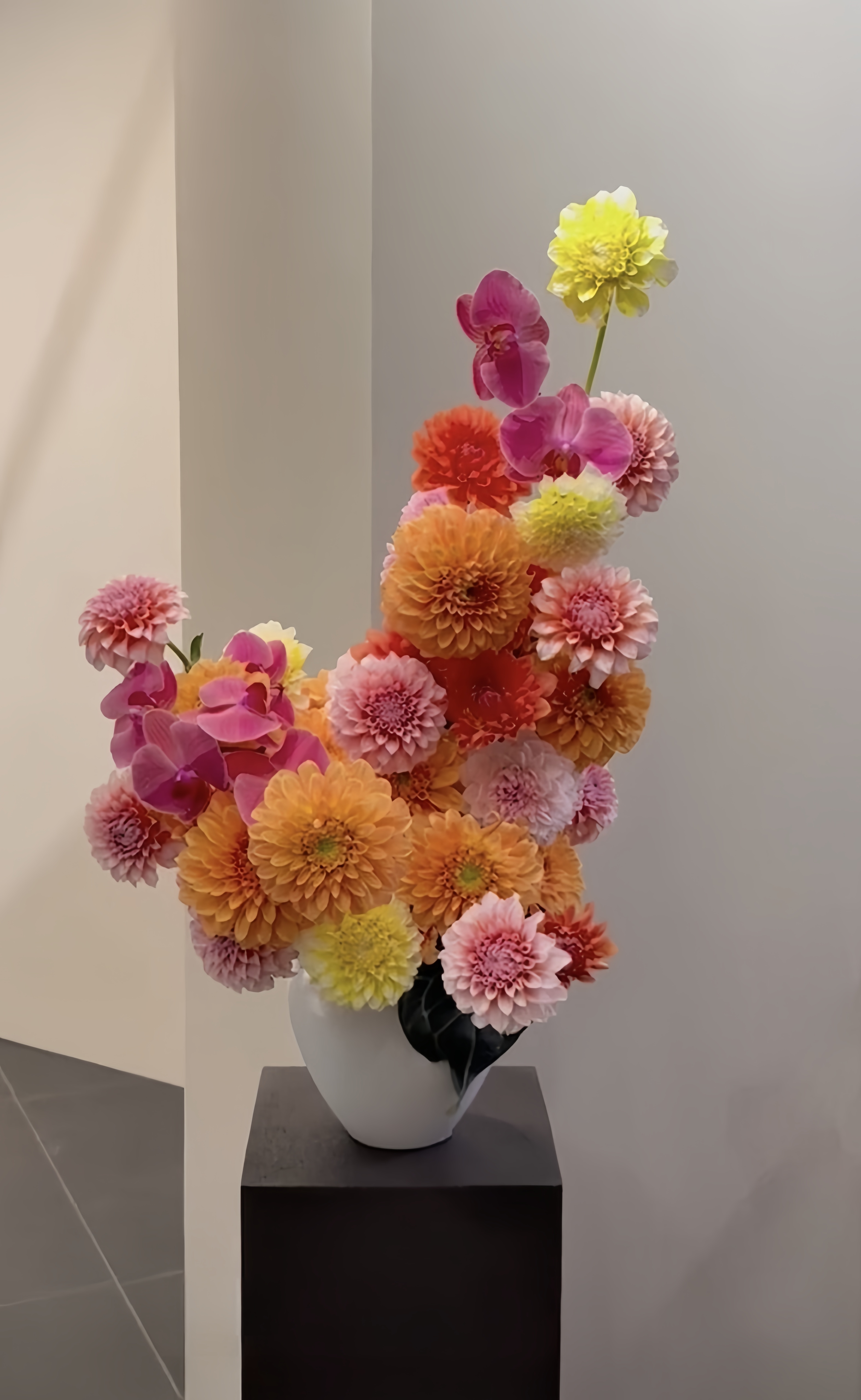 Colorful Dahlia Realm