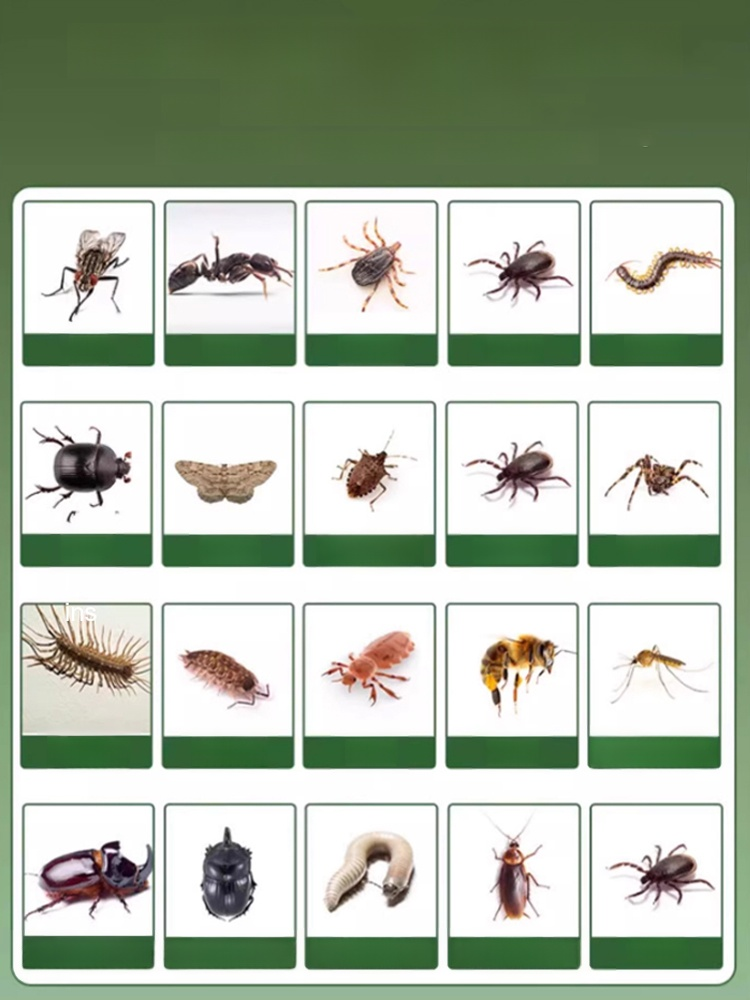 [No cockroaches within 100 meters] Anti-cockroach magic box