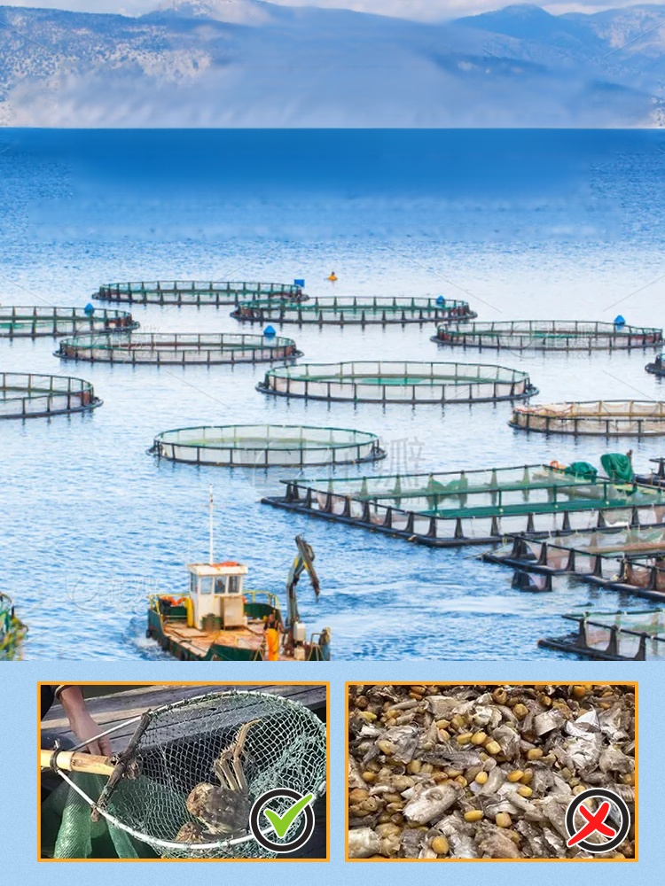 Crispy ready-to-eat small sea crab🦀 Each mini crab is rich in high-quality calcium and natural omega-3 fatty acids, with nutritional value far exceeding that of ordinary snacks.