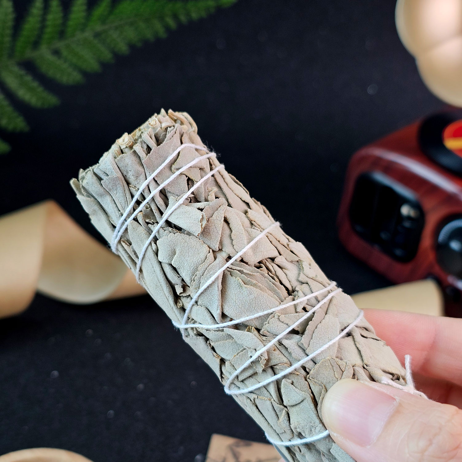 22 Jan - Sage 鼠尾草