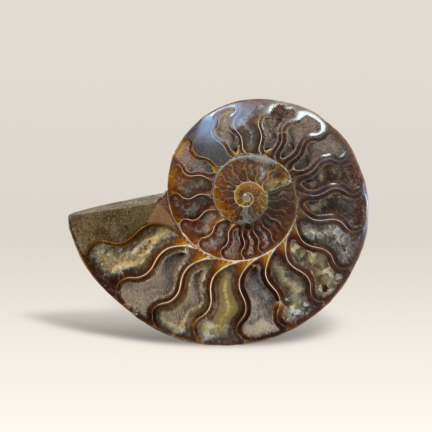 Madagascar Ammonite Fossil Ornament With Wood Stand