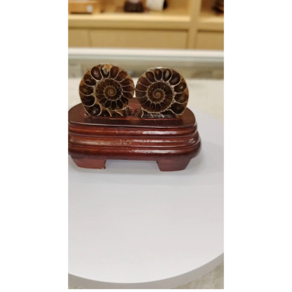 Mini Ammonite Fossil by Pair Ornament