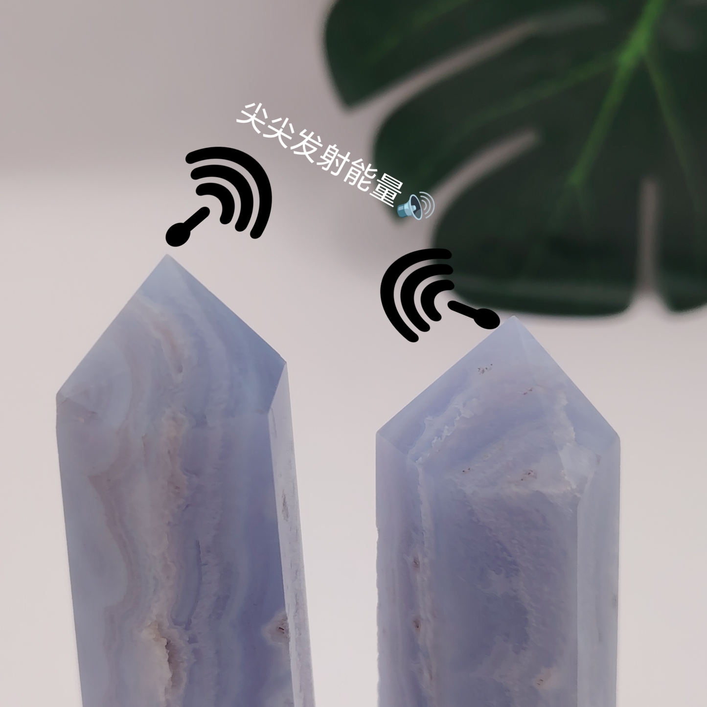 Blue Lace Point