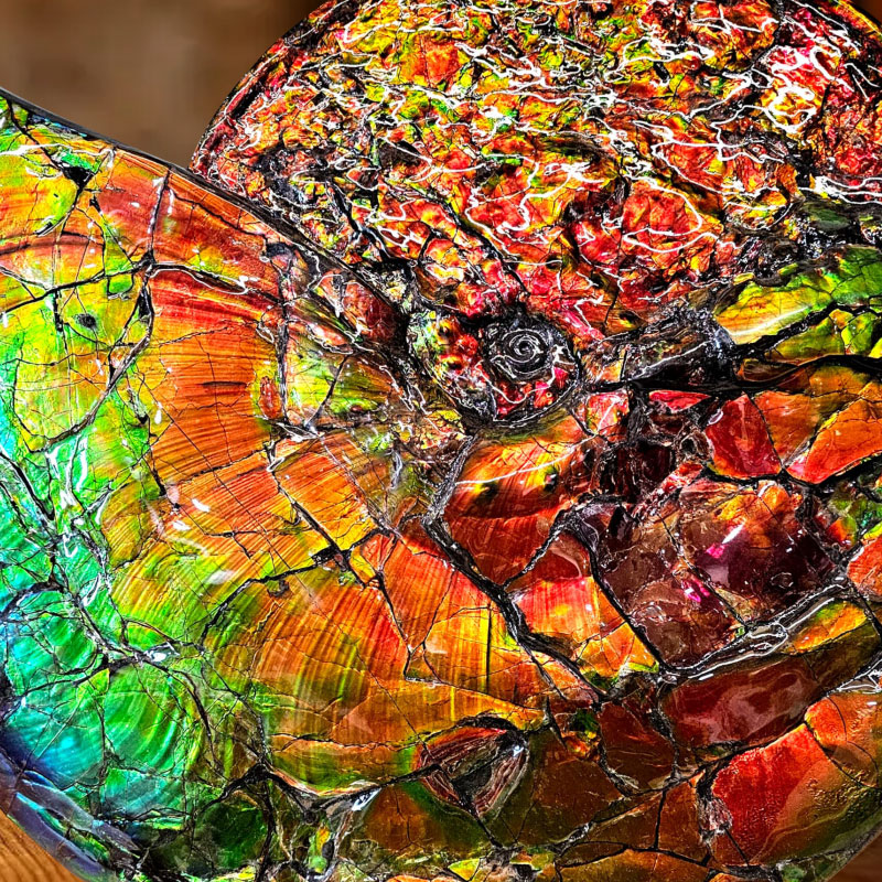 Ammolite Series