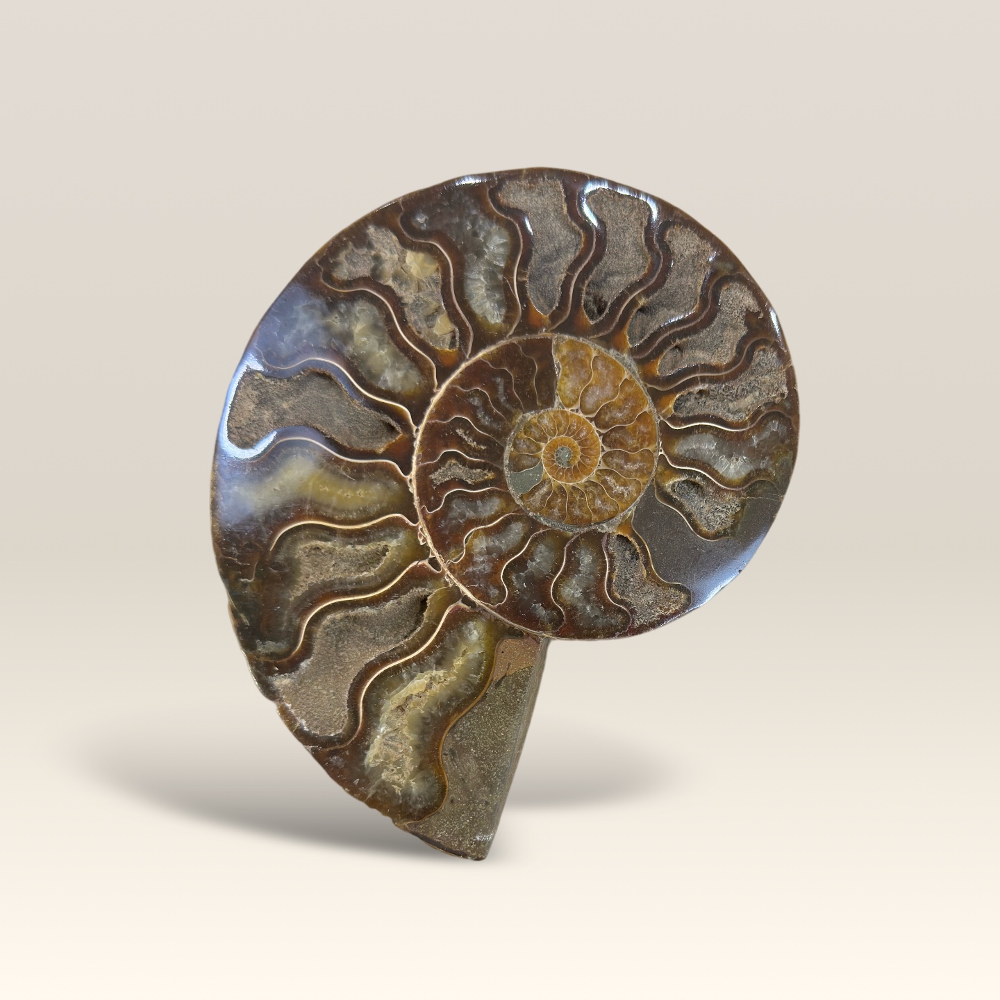 Madagascar Ammonite Fossil Ornament With Wood Stand