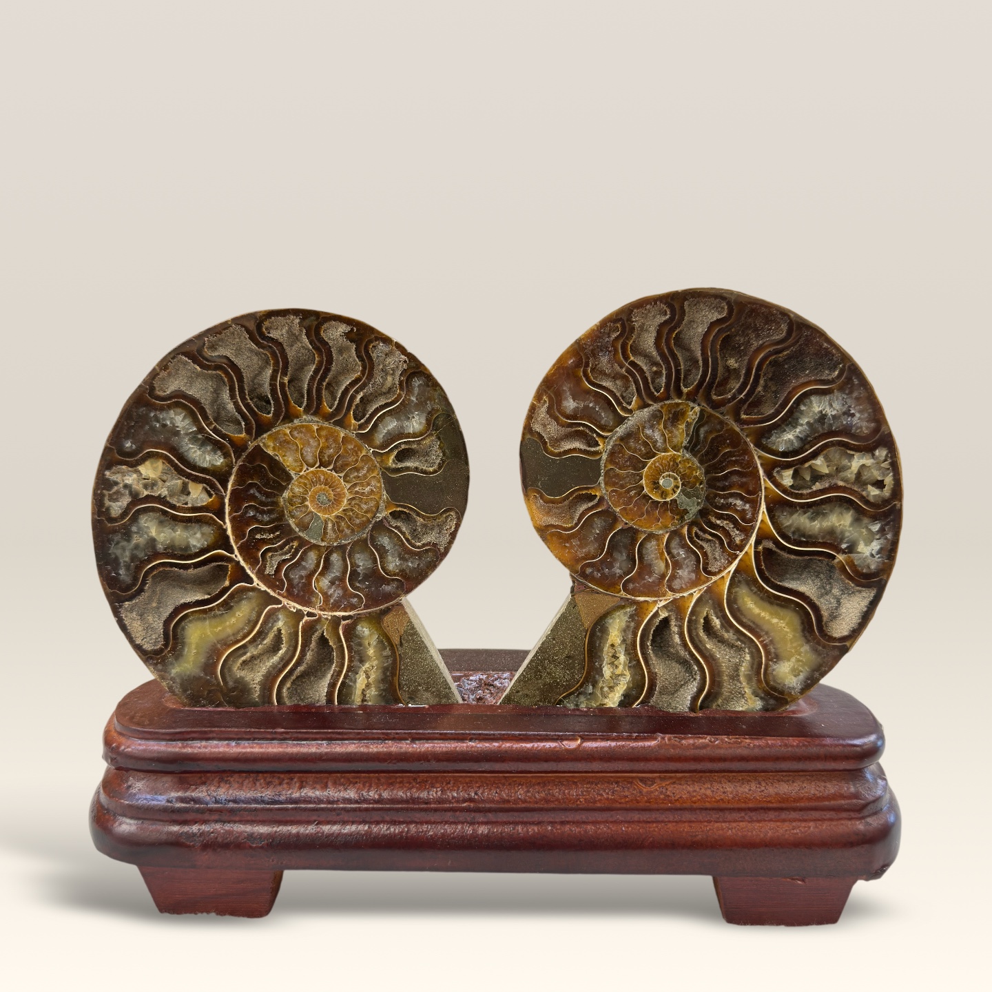 Madagascar Ammonite Fossil Ornament With Wood Stand
