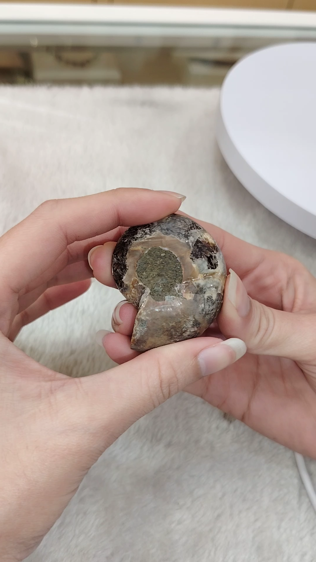 Mini Ammonite Fossil by Pair Ornament