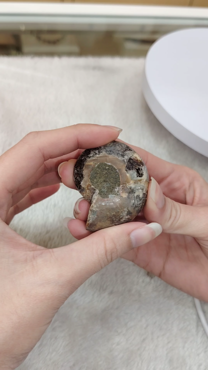 Mini Ammonite Fossil by Pair Ornament