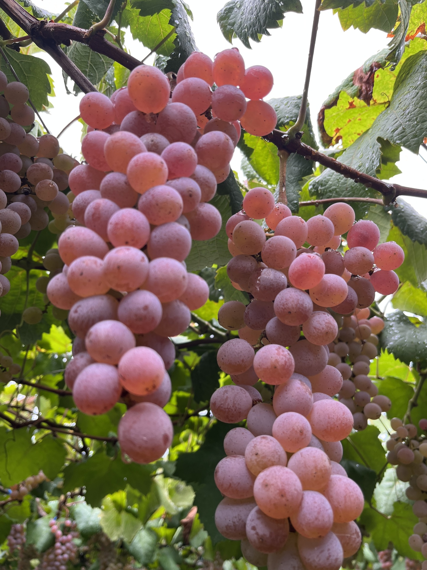 甲州ワイン石鹸